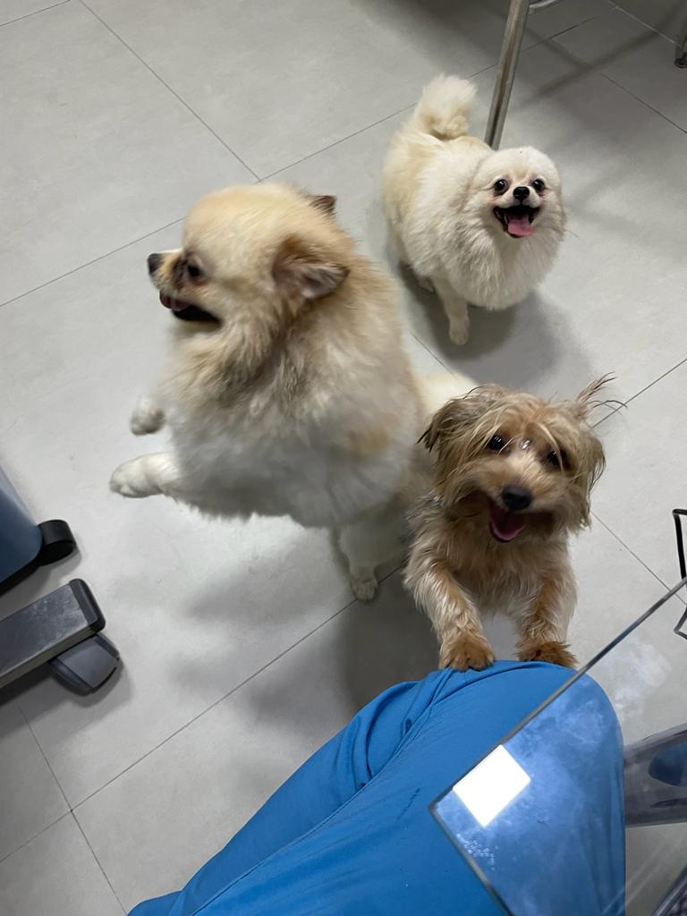 Pets felizes na clínica